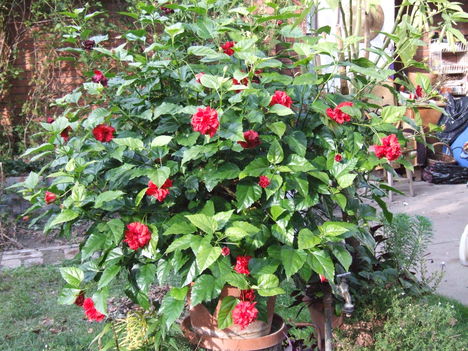hibiszkusz 2010