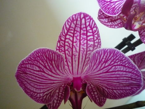 ORCHIDEA  :-)) 1