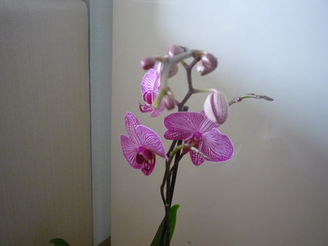 ORCHIDEA  :-)) 2