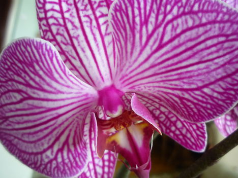 ORCHIDEA  :-)) 3