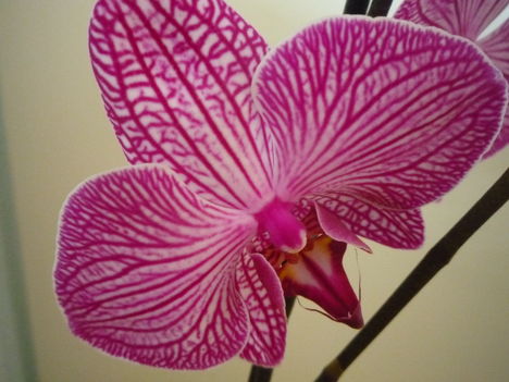 ORCHIDEA  :-)) 4