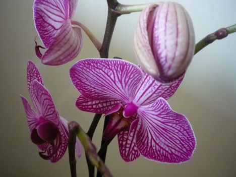 ORCHIDEA  :-)) 6
