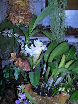 orchidea kiállítás 2011. nov.05. 033
