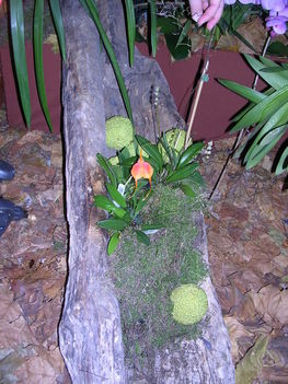 orchidea kiállítás 2011. nov.05. 037