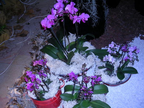 orchidea kiállítás 2011. nov.05. 043