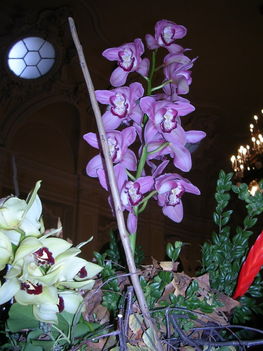 orchidea kiállítás 2011. nov.05. 044