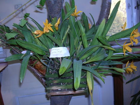 orchidea kiállítás 2011. nov.05. 105