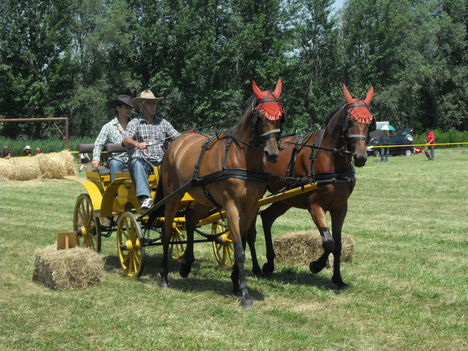 2011lókötők 18