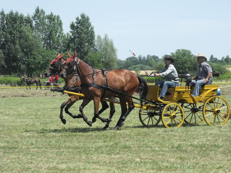 2011lókötők 21