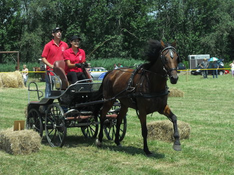 2011lókötők 24