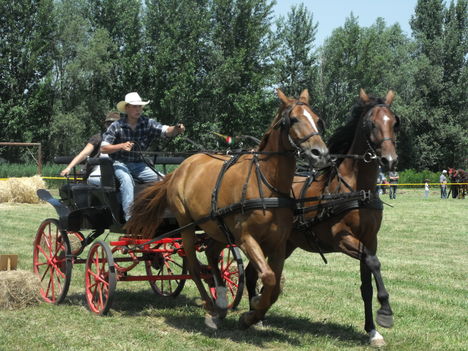 2011lókötők 26