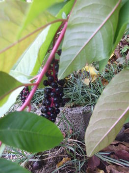alkörmös (Phytolaccaceae)