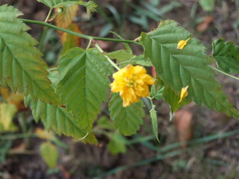 boglárkacserje (Kerria japonica)