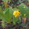 boglárkacserje (Kerria japonica)