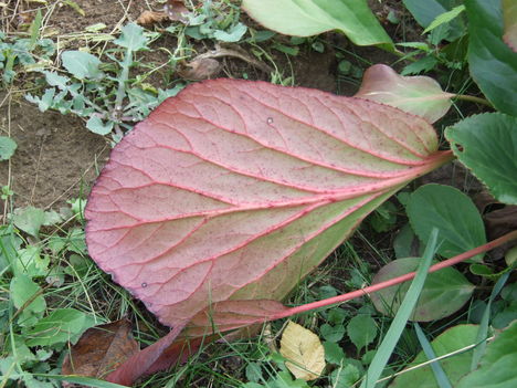 bőrlevél (Bergenia)