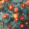 büdöske vagy bársonyvirág (Tagetes)