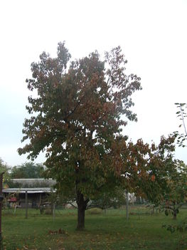 cseresznyefa