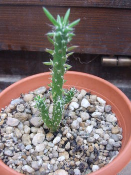 Cylindropuntia subulata