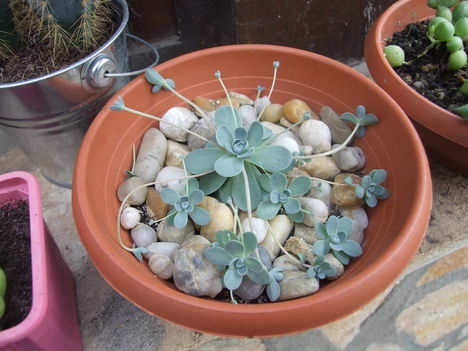 deres mongol kőrózsa (Orostachys iwarenge)