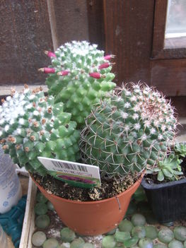 Mammillaria
