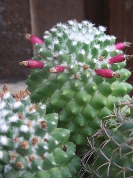 Mammillaria (kaktusz terméssel)
