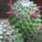 Mammillaria (kaktusz terméssel)