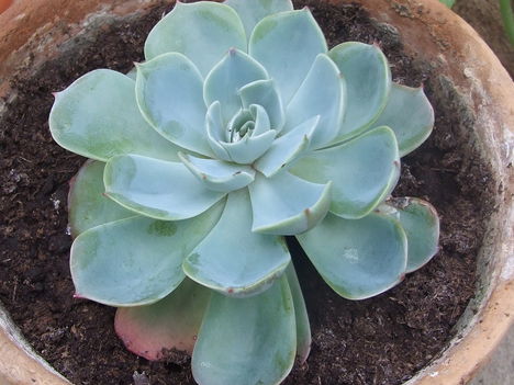 mexikói kövirózsa (Echeveria derenbergii)
