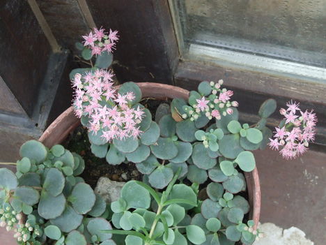 októberke, októberi varjúháj, (Sedum sieboldii)