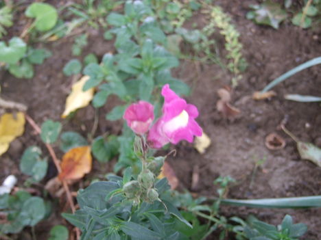 oroszlánszáj, tátika (Antirrhinum majus)