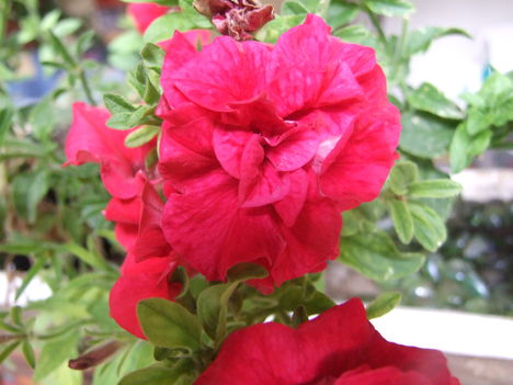 petúnia