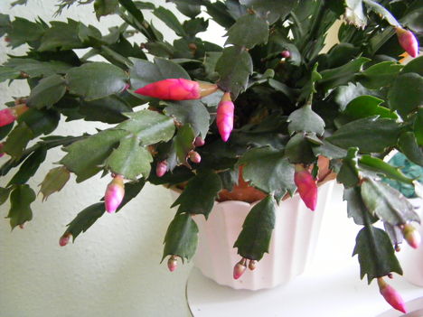 Rózsaszínű kaktusz