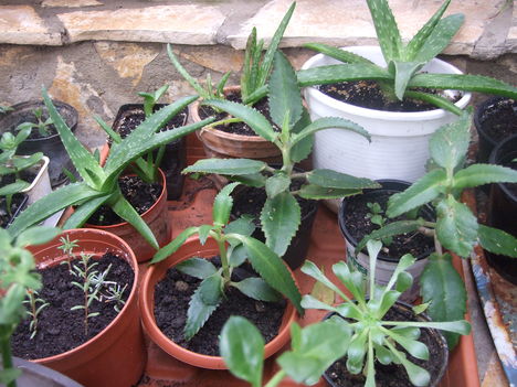 sarjika vagy elevenszülő korallvirág (Kalanchoe daigremontiana) és aloevera