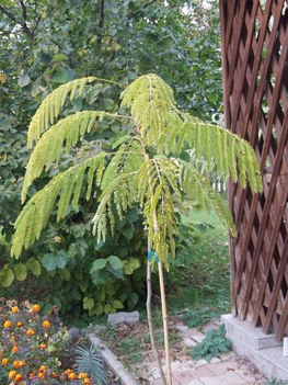 Selyemakác (Albizia julibrissin)