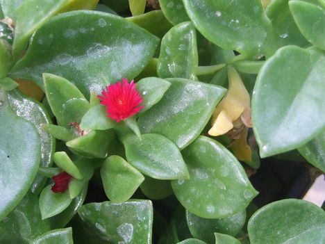 szívlevelű kristályvirág (Aptenia cordifolia)