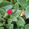 szívlevelű kristályvirág (Aptenia cordifolia)