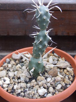Tephrocactus articulatus var. papyracanthus
