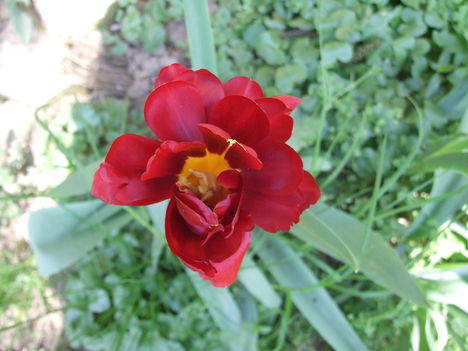 tulipán