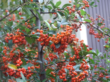 Tűztövis (Pyracantha)