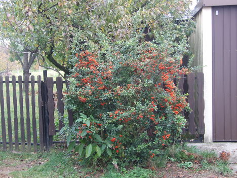 Tűztövis (Pyracantha)