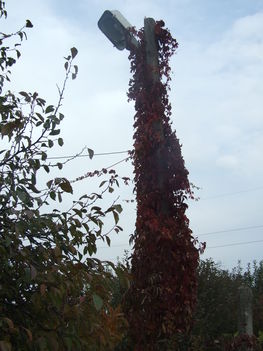 vadszőlő