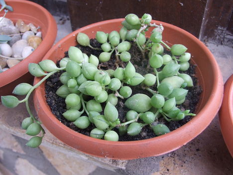 Zöldborsólevelű aggófű (Senecio rowleyanus)