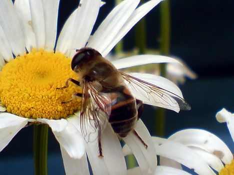A kis szorgos méhecske