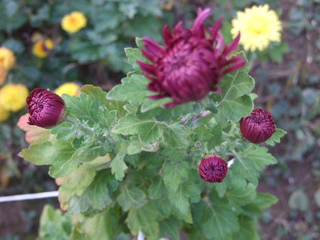 krizantém (Chrysanthemum)