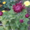 krizantém (Chrysanthemum)