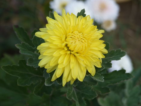 krizantém (Chrysanthemum)