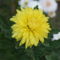 krizantém (Chrysanthemum)