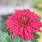 krizantém (Chrysanthemum)