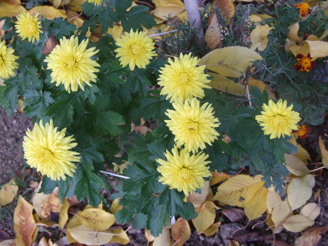 krizantém (Chrysanthemum)