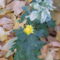 krizantém (Chrysanthemum)