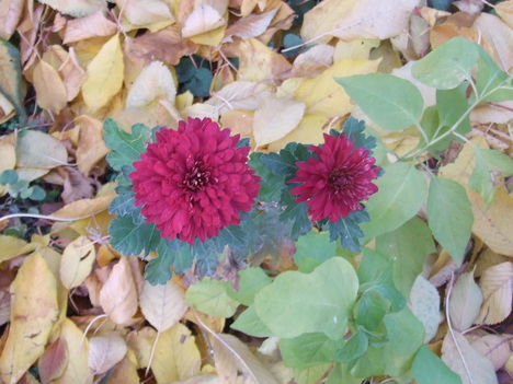krizantém (Chrysanthemum)